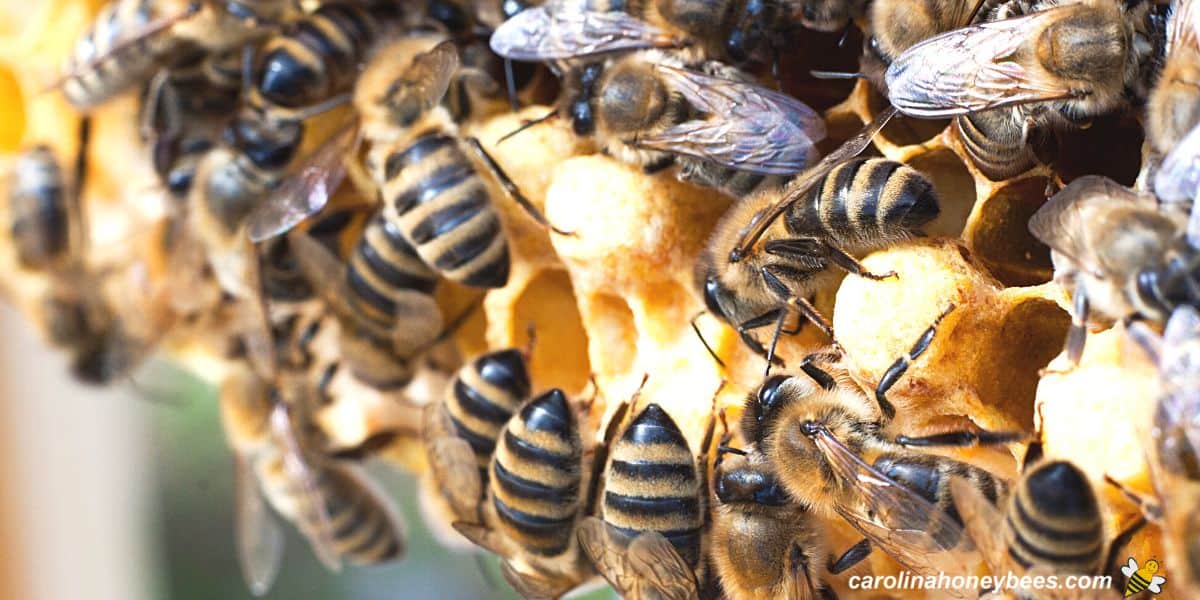 Workers in a Carniolan bee hive tending developing brood.