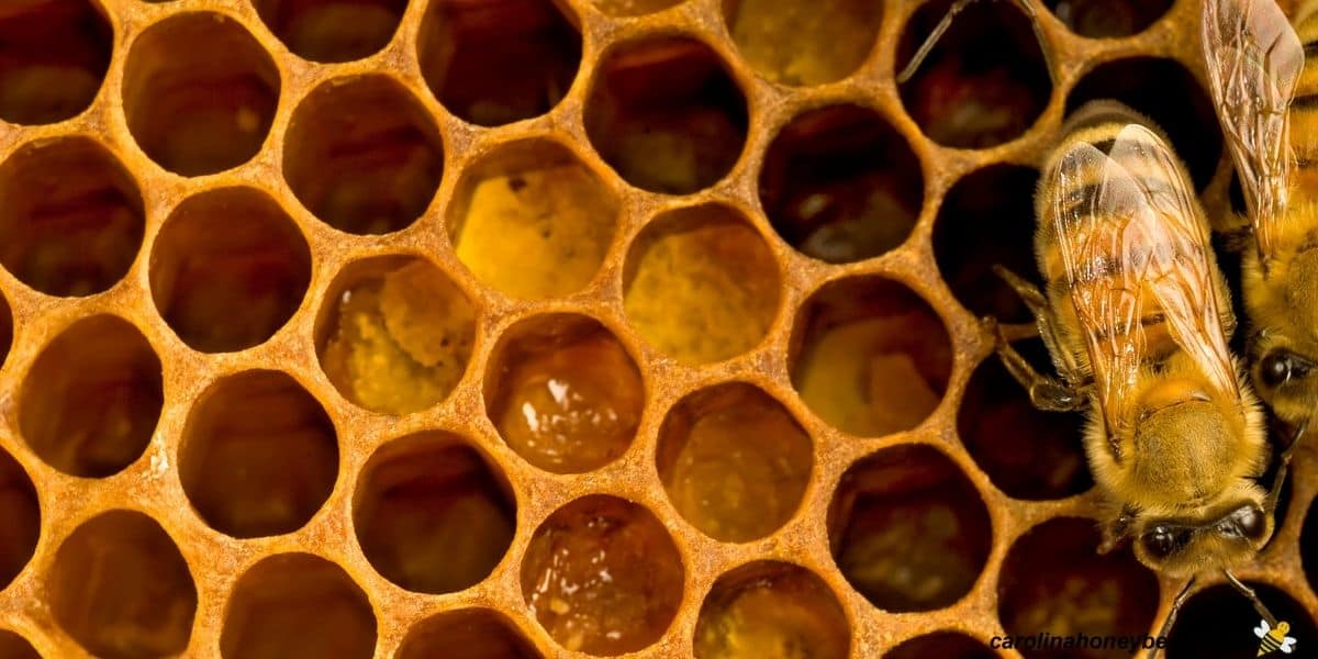 Workers in hive with honey and bee bread.