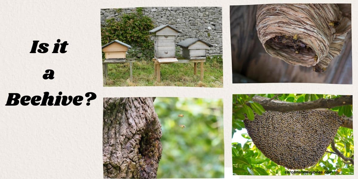 natural beehive construction