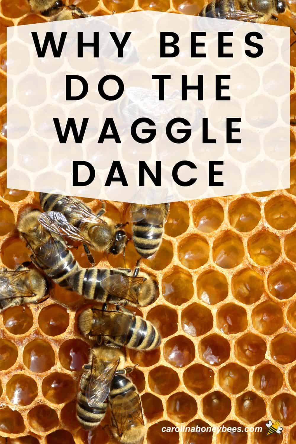 Honey Bee Dance Why Bees Waggle? Carolina Honeybees