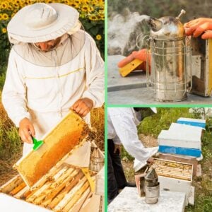 Beekeeper checking hive frame, cost of a new smoker, beekeeper in apiary.