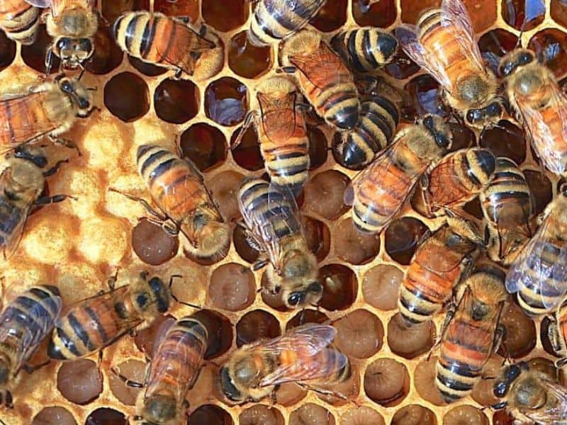 Golden colored worker bees in a hive.