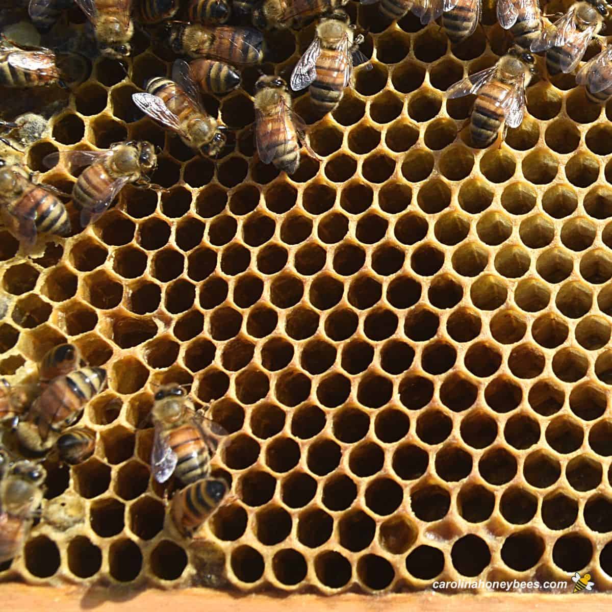 Why Are My Bees Not Making Honey Carolina Honeybees