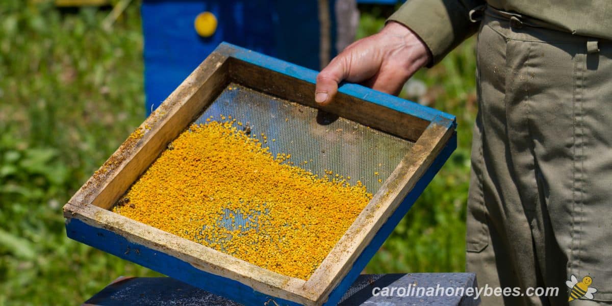 A beehive bottom mounted pollen trap with raw pollen.