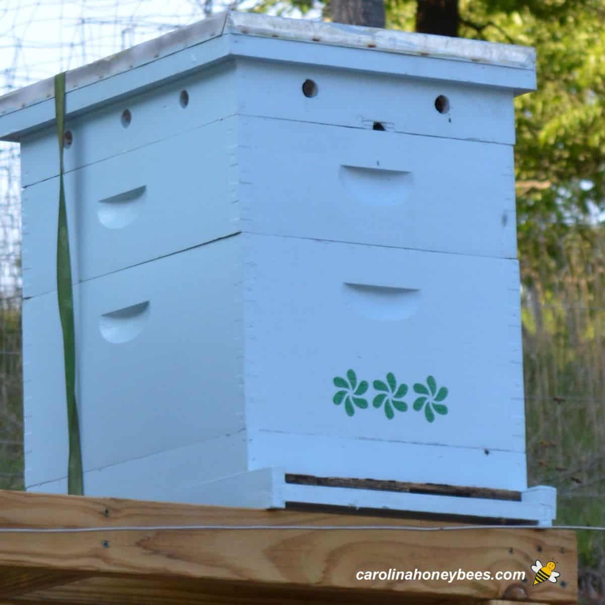 What Are The Dimensions Of A Standard Beehive In Singapore Infoupdate