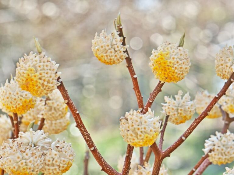 Planting Winter Plants for Bees Carolina Honeybees