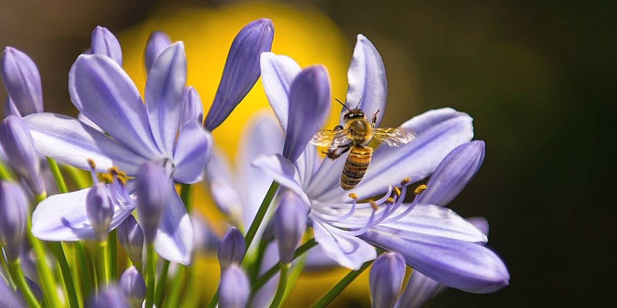 Planting Winter Plants for Bees Carolina Honeybees