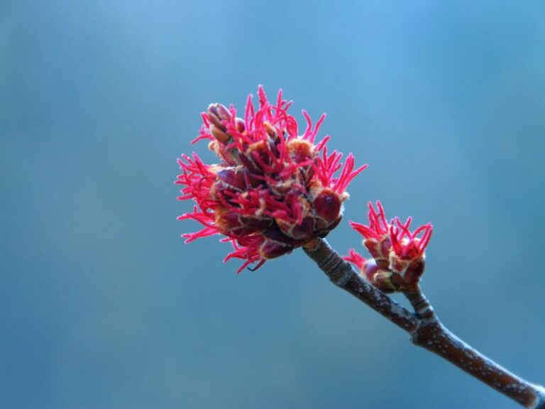 Planting Winter Plants for Bees Carolina Honeybees