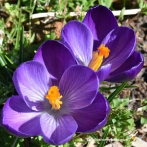Purple crocus Winter bloom pollen for bees.