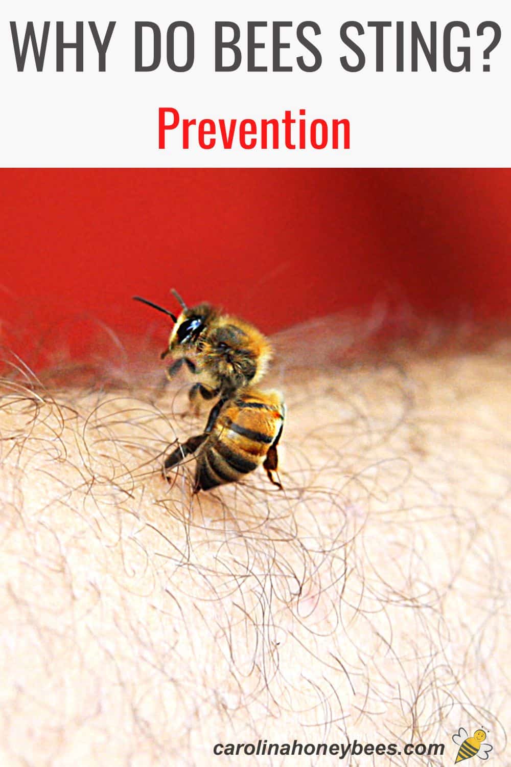 Why Do Honey Bees Sting? (Sting Prevention Tips) Carolina Honeybees