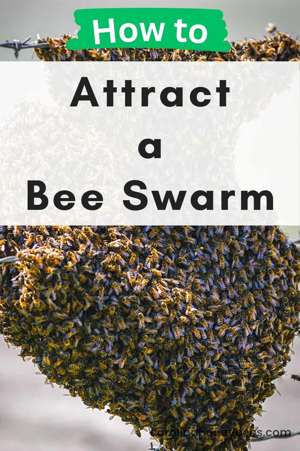 How to Attract a Swarm of Bees Carolina Honeybees