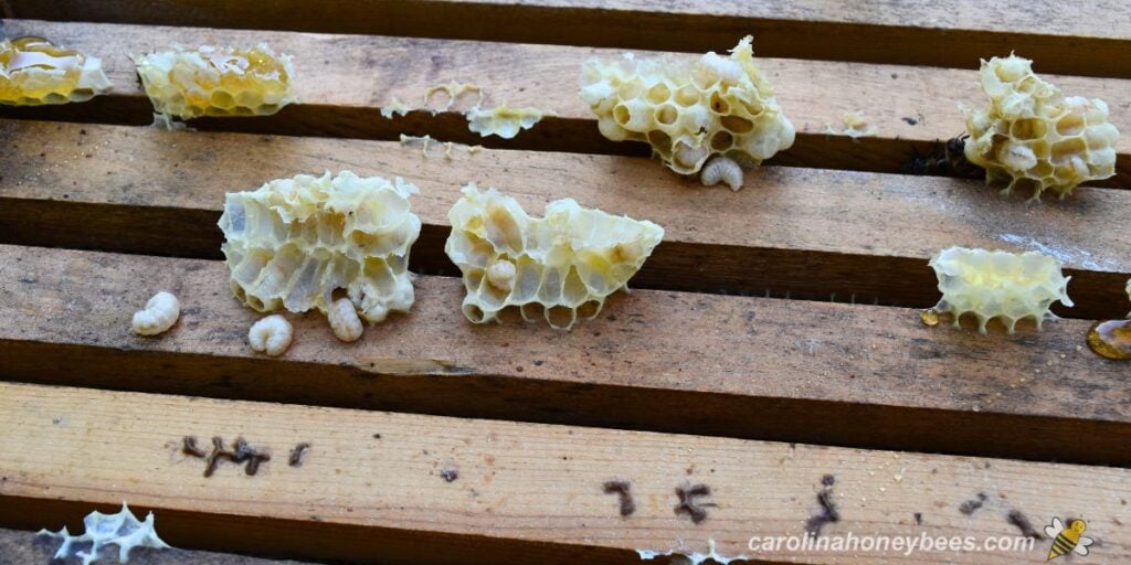 What is Burr Comb? Strategies for Prevention & Removal Carolina Honeybees