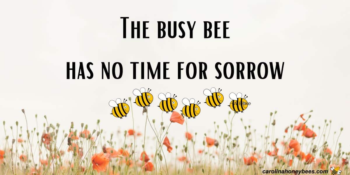 Inspirational bee saying about busy honey bees. The busy bee has no time for sorrow.