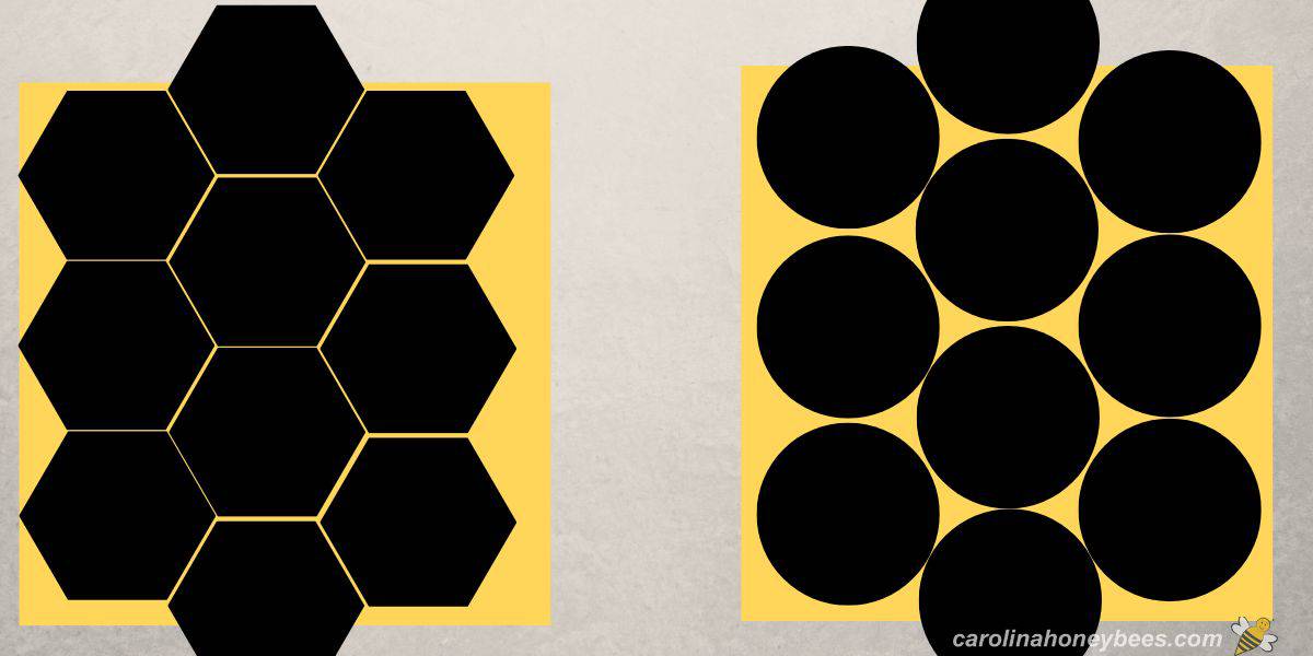 The hexagonal shape of the honeycomb cells depends on the construction  behavior of bees