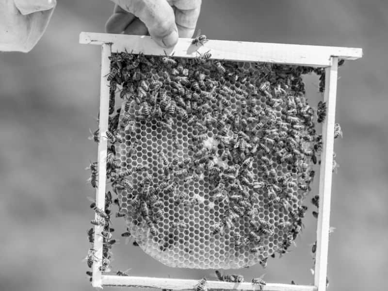 Small frame of honey comb from a research hive.