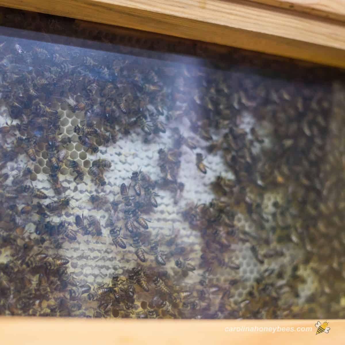 Honey Bee Remark Hives – Carolina Honeybees