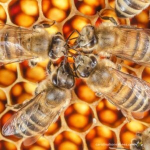 Honeybees gathered together in a hive.