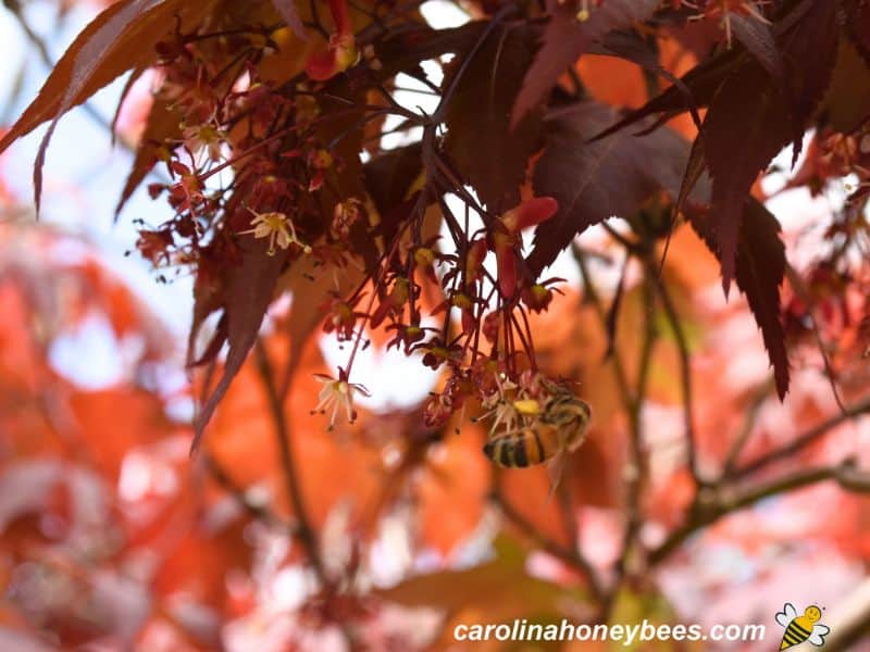 Honey bee foraging on japanese maple blooms.