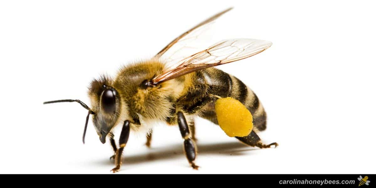 worker honey bee with specialized pollen basket.