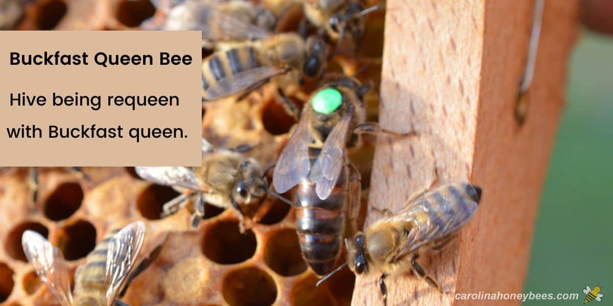 Large Buckfast queen bee marked with a green pin.