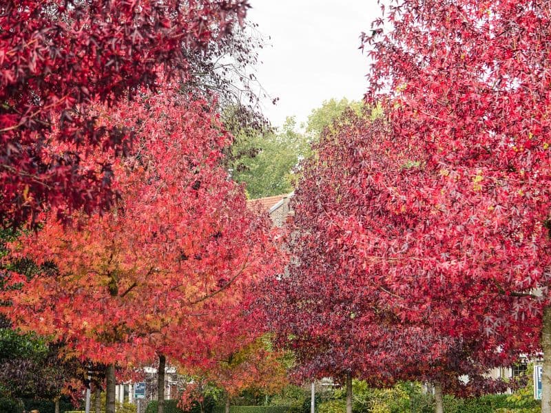 Fall colors on American Sweetgum tree.