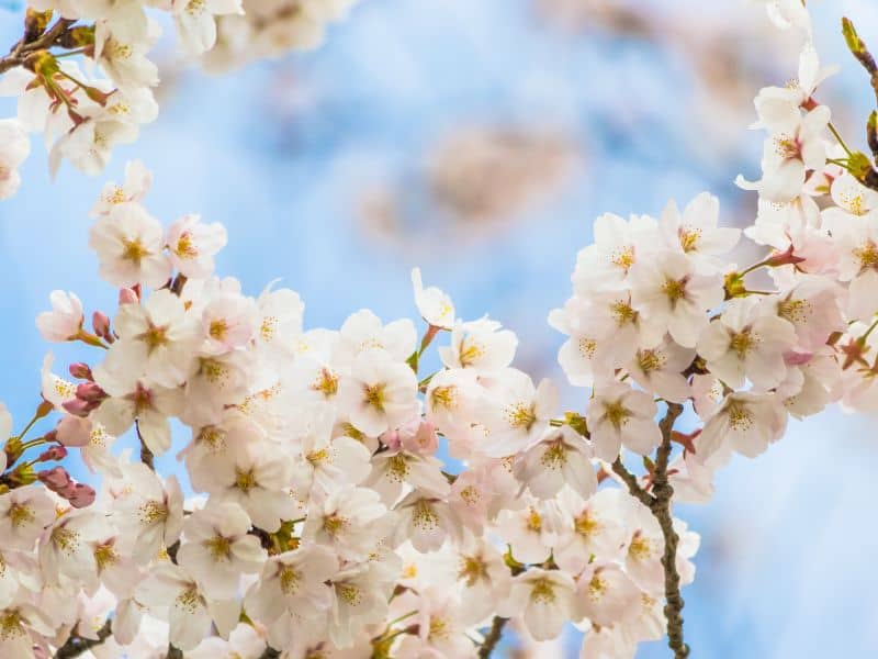 White blooms of yoshino cherry.