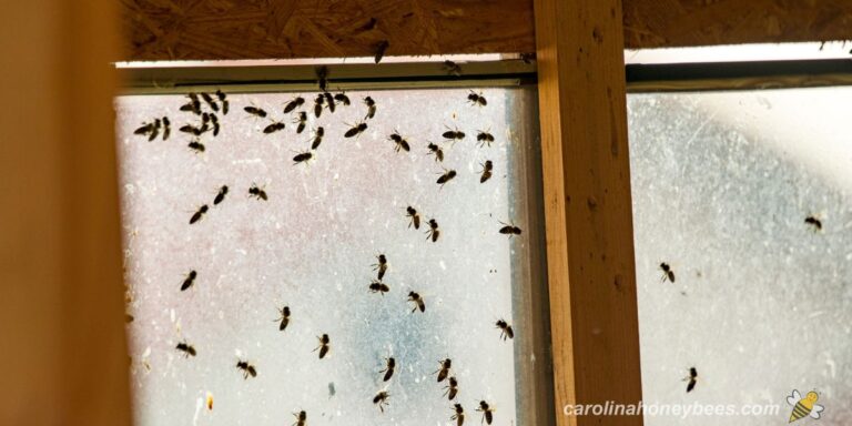 How to Remove Bees from a House Safely - Carolina Honeybees
