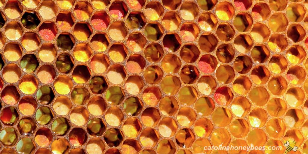 Inside a Beehive the Secret World of Bees Carolina Honeybees