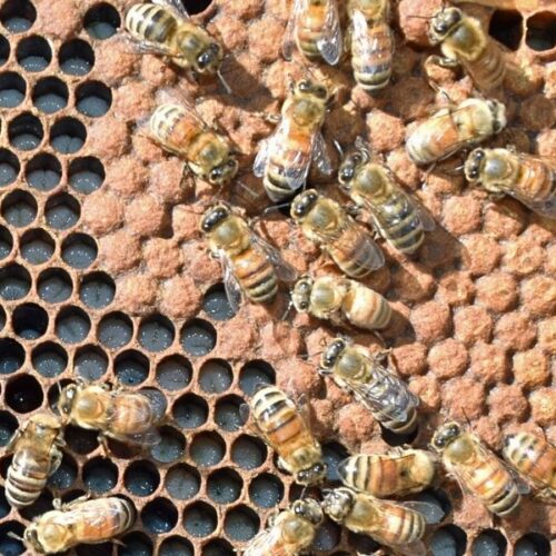 What do Bees do with Pollen? Carolina Honeybees