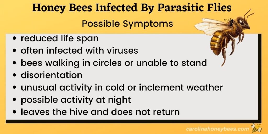 Zombie Bees A Parasitic Threat to Your Hives? Carolina Honeybees