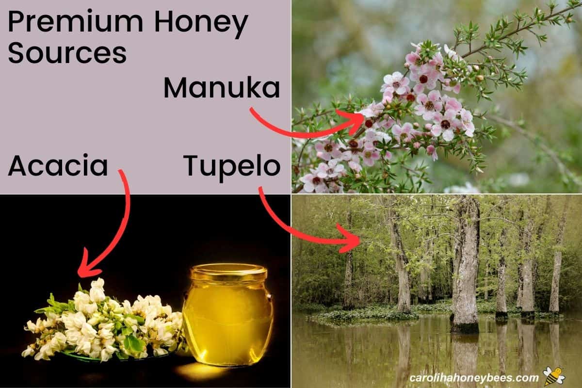 Premium Tupelo Honey 