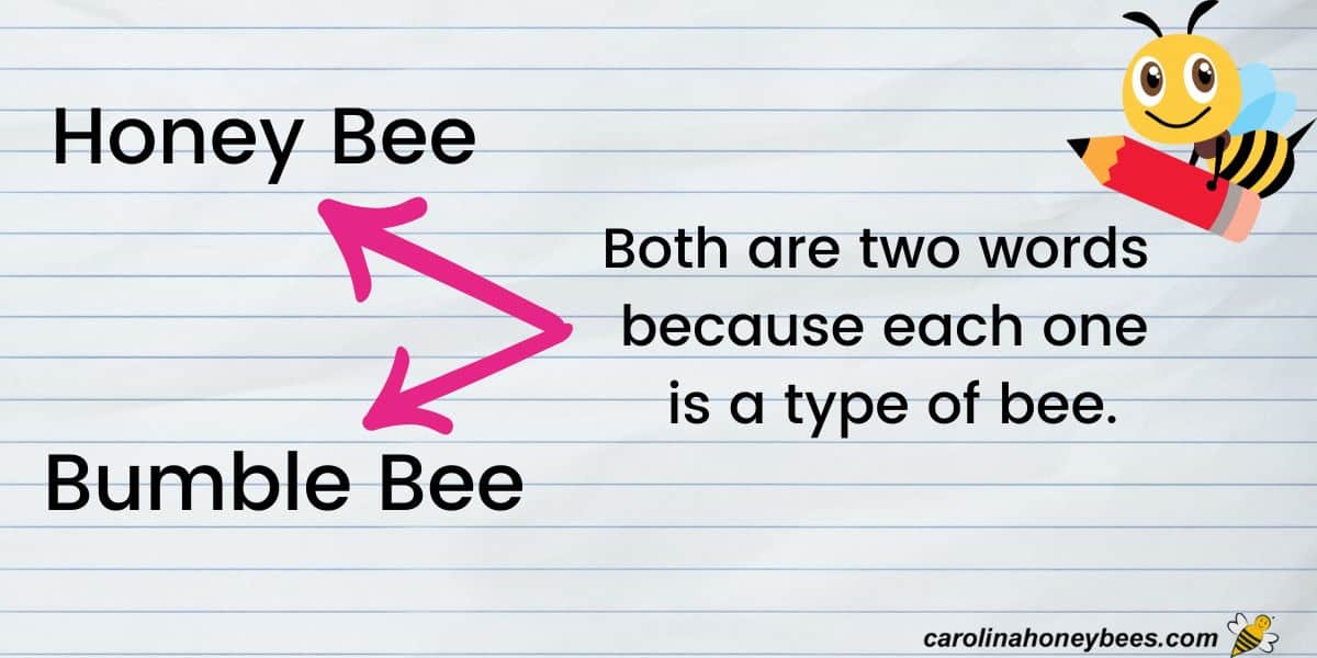 Honey Bees vs Bumble Bees: A Closer Look - Carolina Honeybees