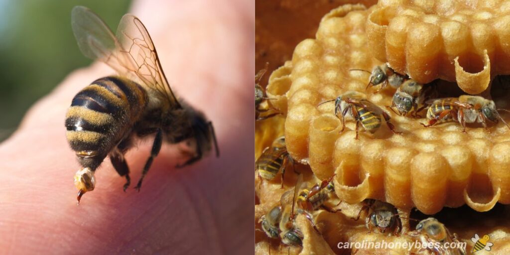 Do All Bees Sting? Exploring Stingless Bees Carolina Honeybees