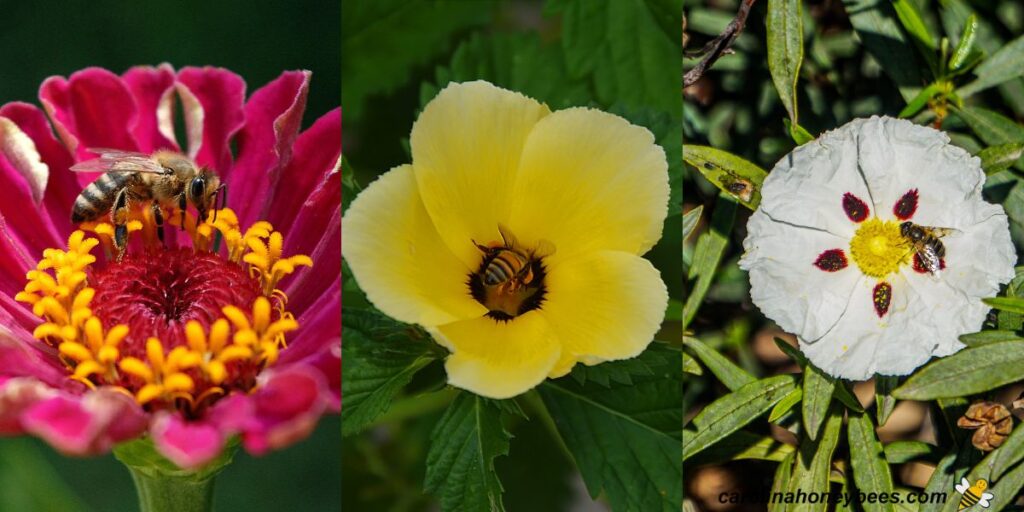 How Bees See Flowers in Vibrant Detail Carolina Honeybees