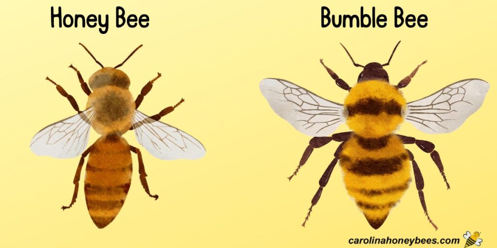 Honey Bees vs Bumble Bees Carolina Honeybees