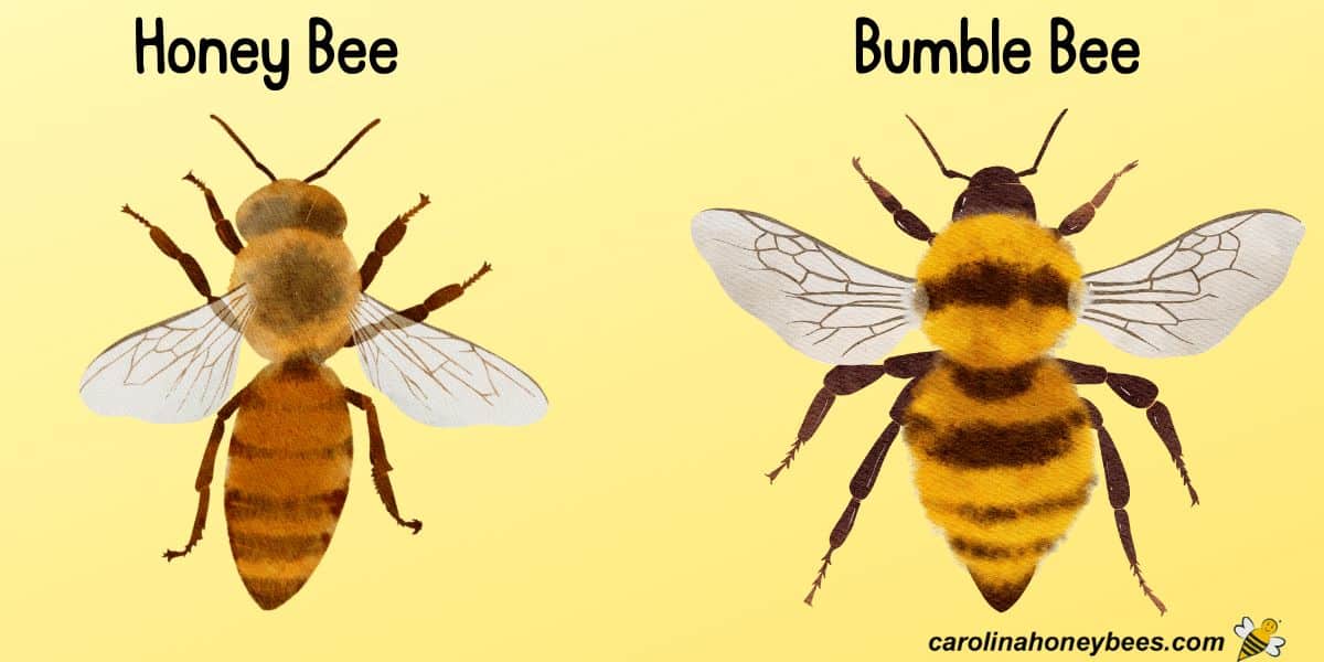 Honey Bees vs Bumble Bees: A Closer Look - Carolina Honeybees