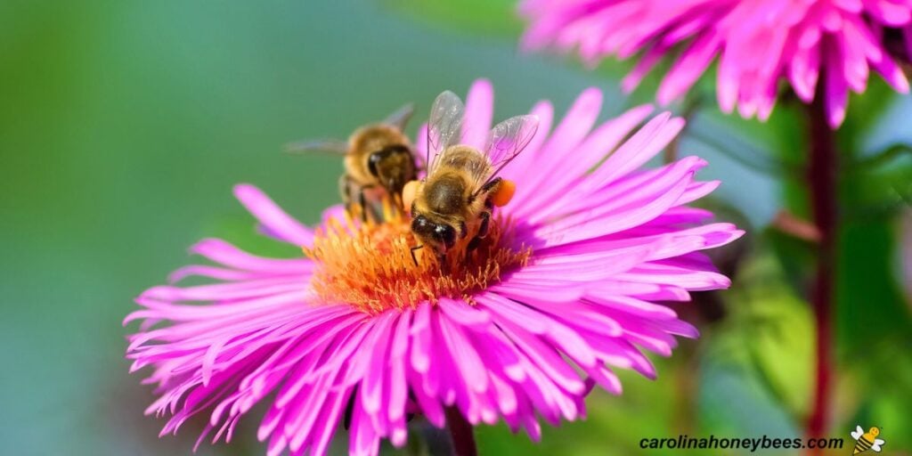 How Bees See Flowers in Vibrant Detail Carolina Honeybees