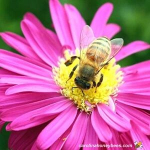 Honey bee insect visiting pink flower.