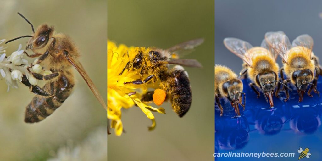 What do Bees Eat? Understand the Diet of Bees🐝 Carolina Honeybees