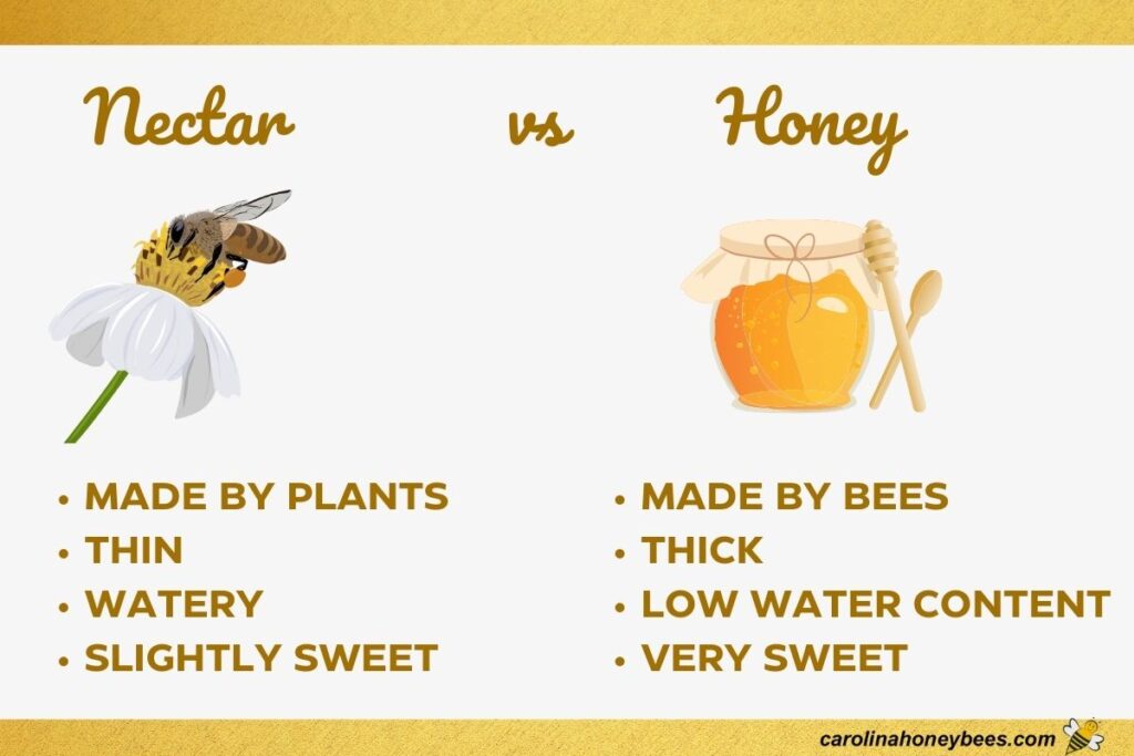 Nectar Vs Honey What s The Difference And Why It Matters To Bees nectar-vs-honey-what-s-the-difference-and-why-it-matters-to-bees
