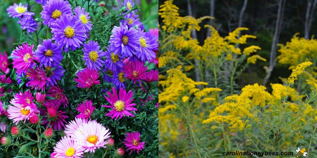 Late season blooming asters in various colors and patch of goldenrod in bloom.