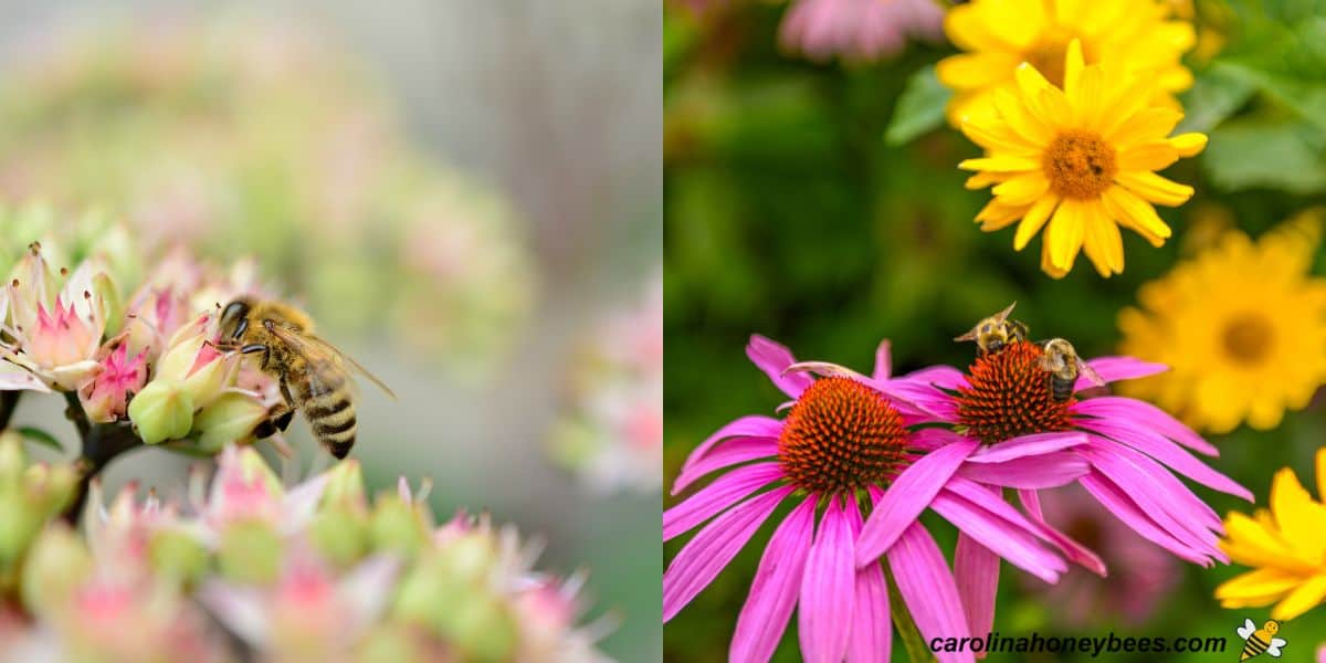 Various autumn flowers in bloom with foraging bees.