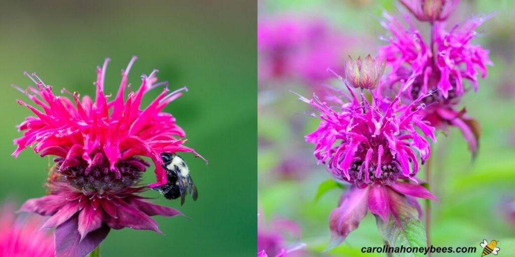 Top Fall Flowers for Bees Autumn Blooms to Support Pollinators