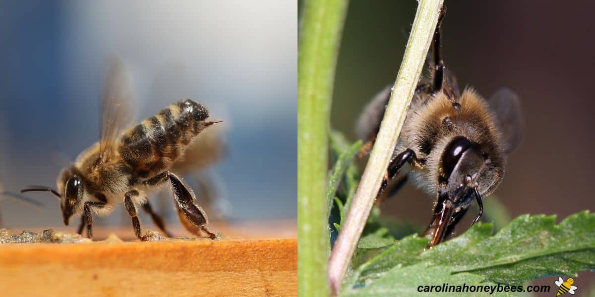 Honey bee fanning at entrance of hive and worker collecting honeydew.