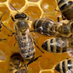 Individual honey bee on wax comb