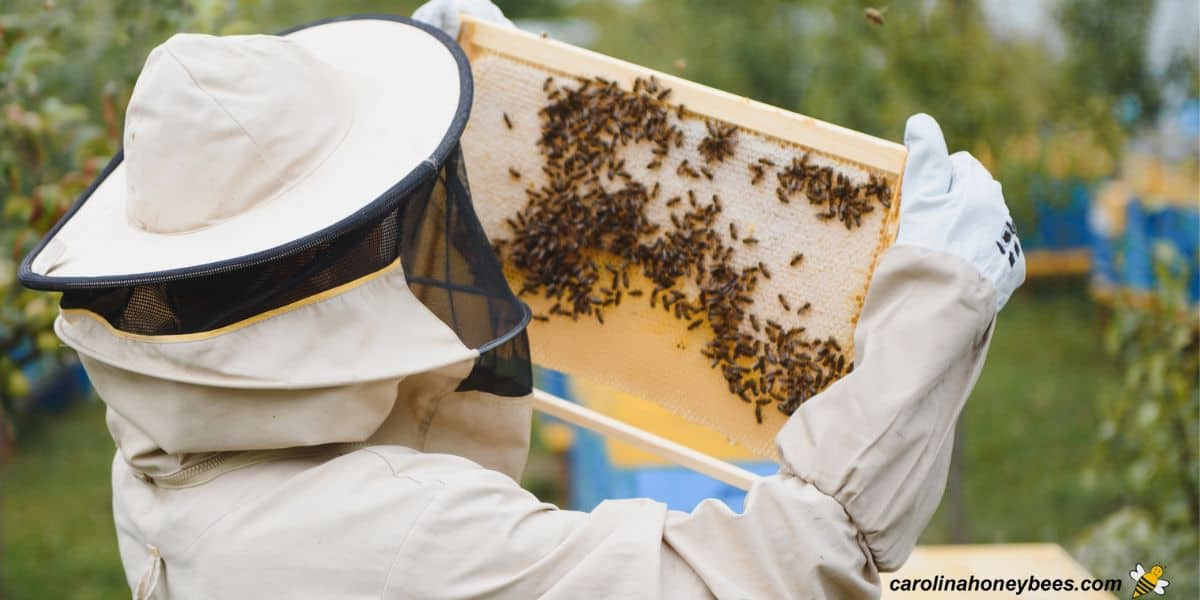 Beekeeper checking hive population as the apiary is preparing for winter.