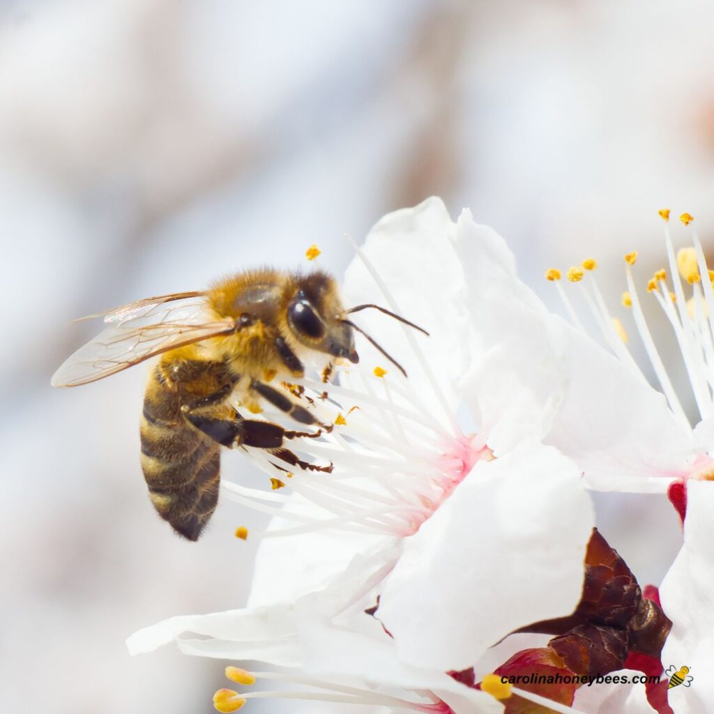 Learn About Beekeeping Carolina Honeybees