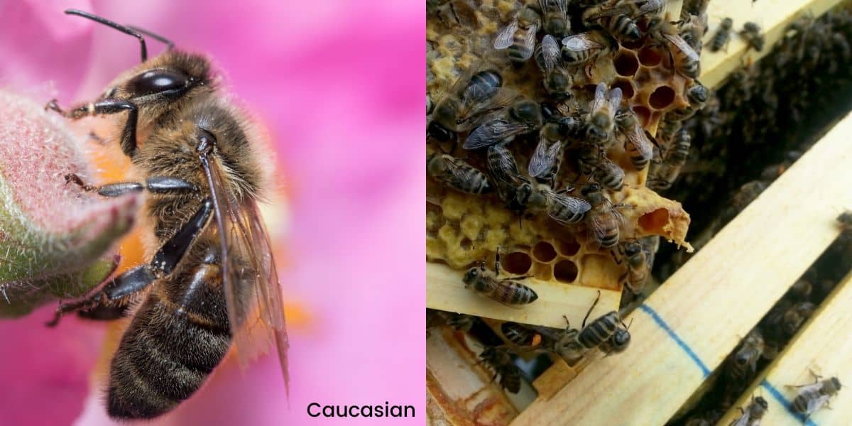 Darker colored caucasian type of honey bee on plant material and hive frames.