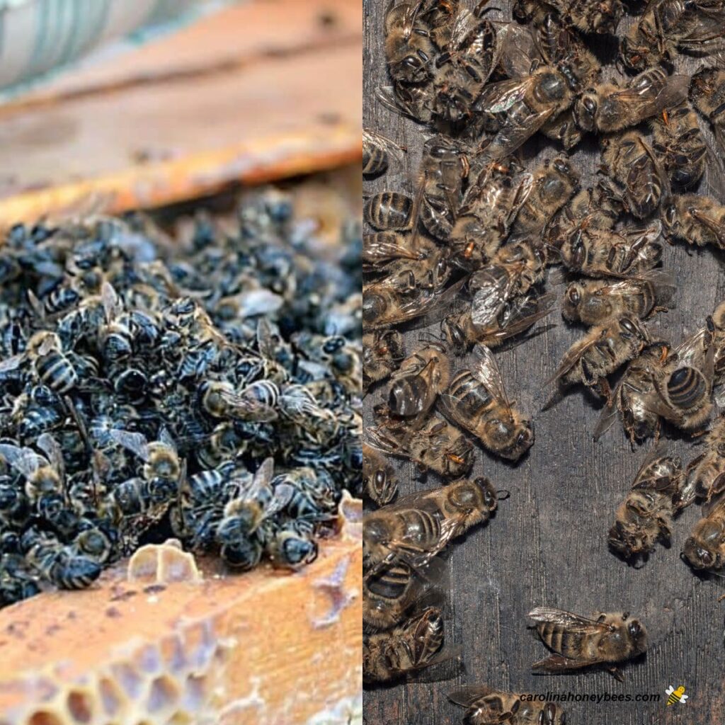 Learn About Beekeeping Carolina Honeybees