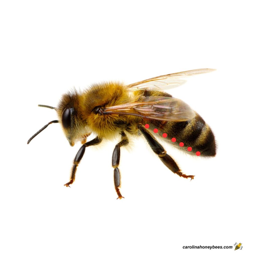 The Fascinating World of Bees - Carolina Honeybees